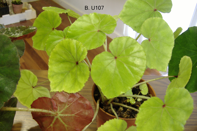 B. u107